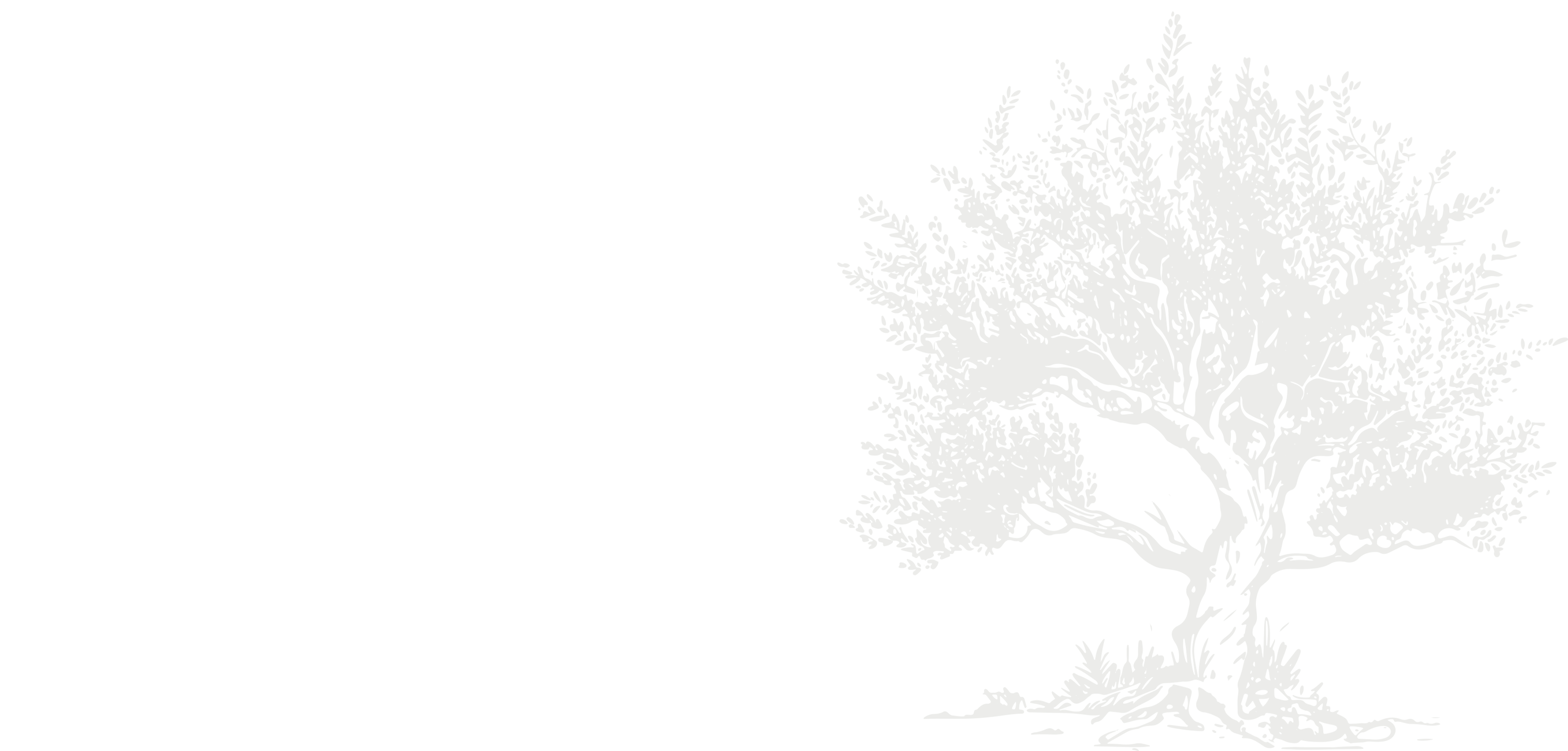 Olive green silhouette of a mature olive tree on a black background