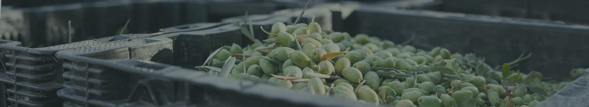 Fresh green olives in black plastic crates during harvest.