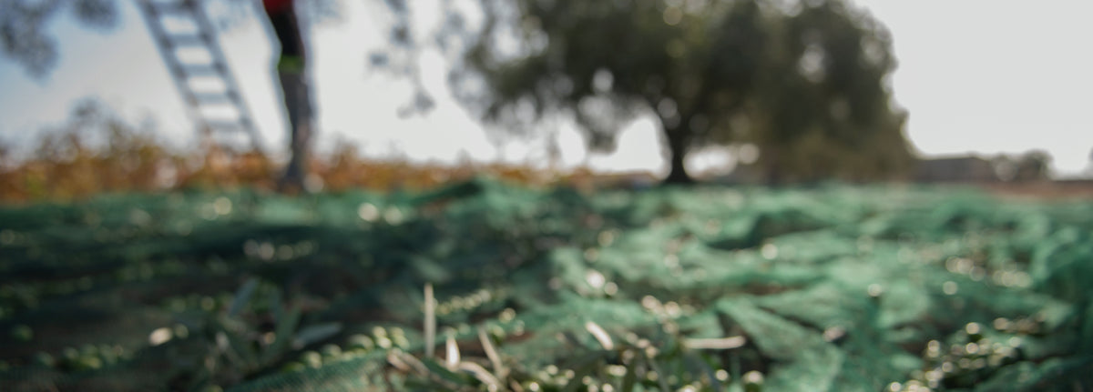 Green harvesting nets spread on the ground in an olive grove during harvest season.