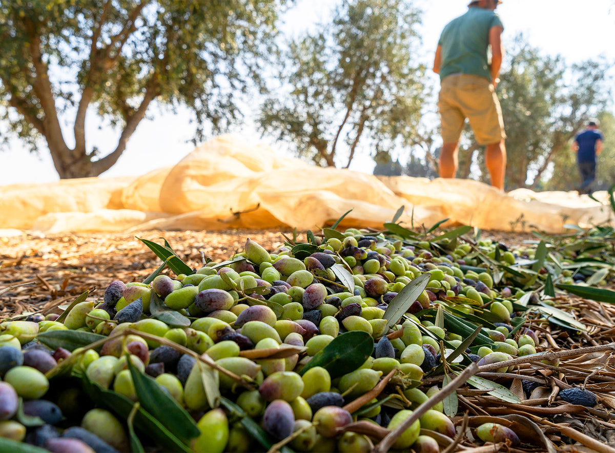Freshly harvested green and purple olives on a net in an olive grove.