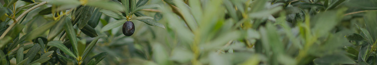 A single ripe dark purple olive hanging from a green olive tree branch with lush foliage.