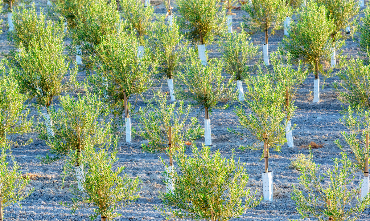 Young olive trees growing in rows in a cultivated field with white protective trunk wraps.