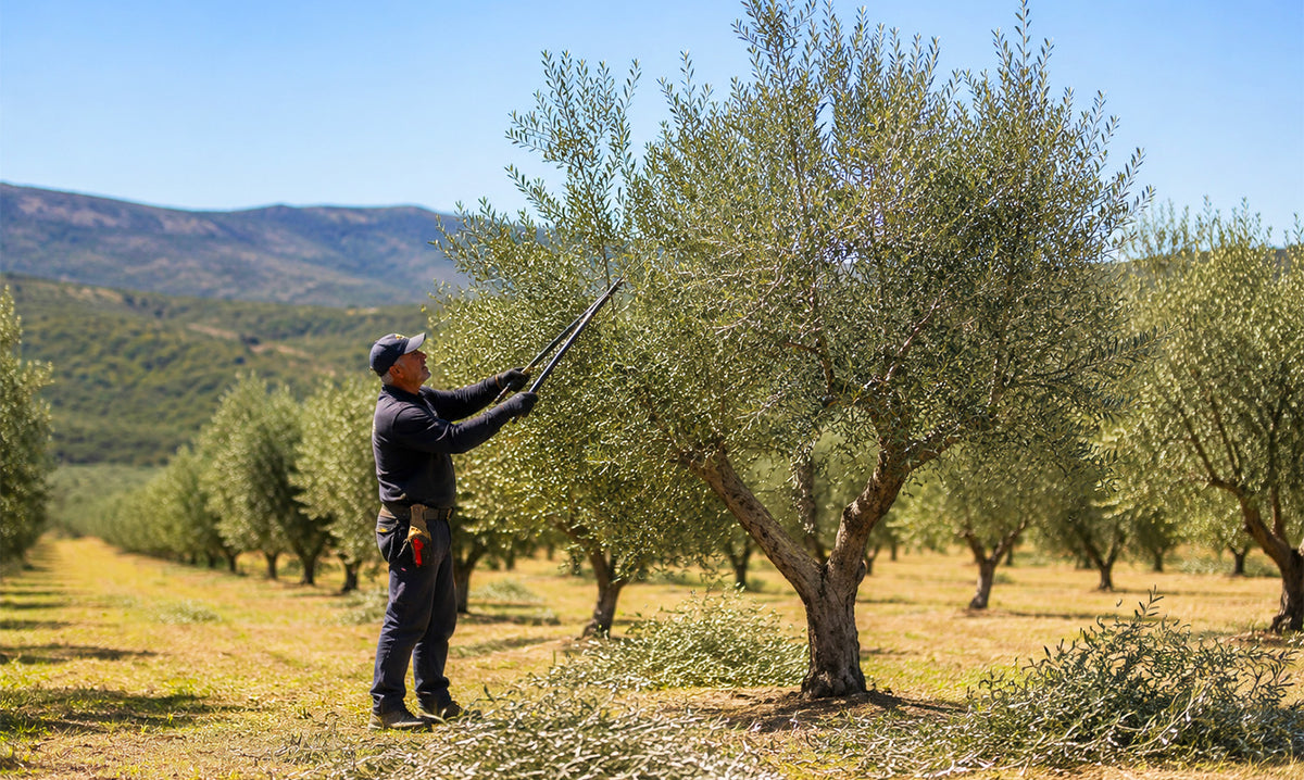 A farmer pruning an olive tree in a sunny Mediterranean grove.