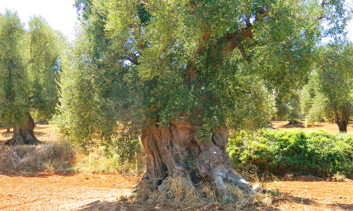 Large ancient olive tree with a thick, textured trunk in a sunlit grove.