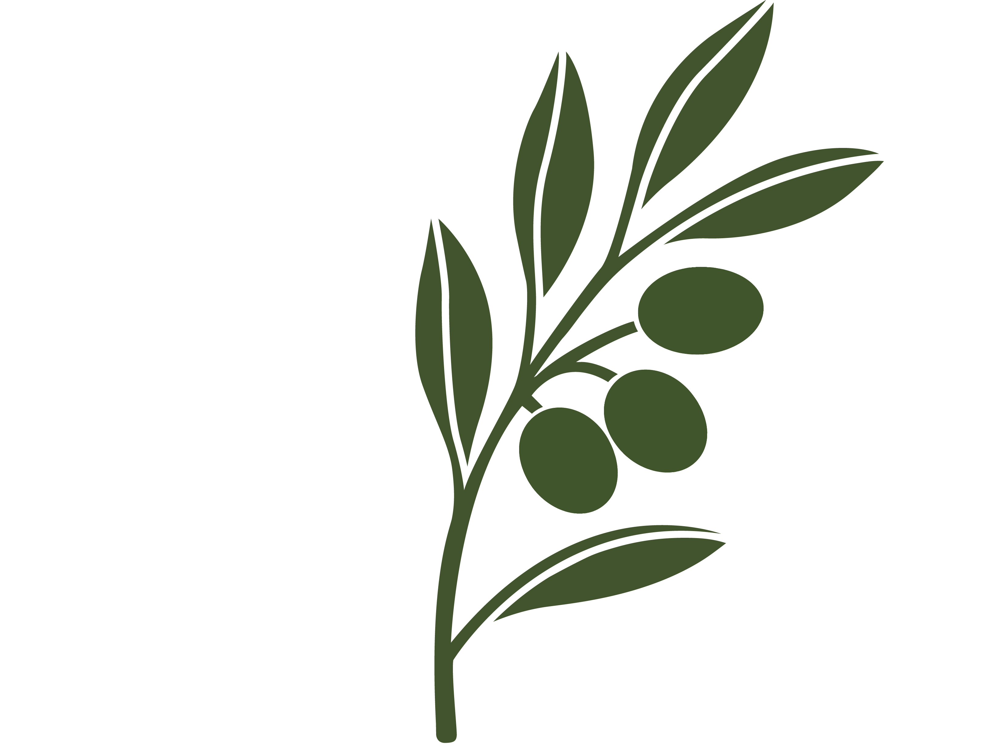 Minimalist green illustration of an olive branch with leaves and olives on a black background.